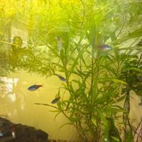 Pianta acquario rapida Ceratophyllium