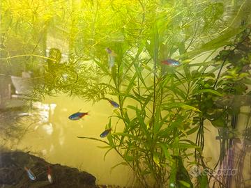 Pianta acquario rapida Ceratophyllium