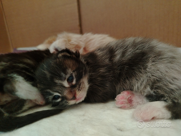 Piccole palle di pelo