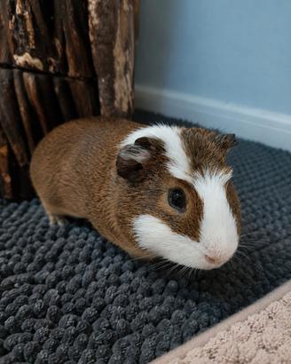MILO porcellino d'india