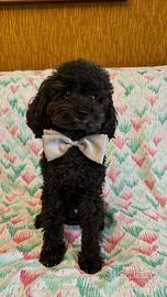 Barboncino toy da accoppiamento