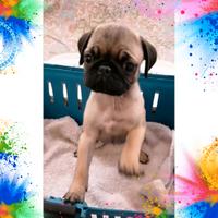 Cucciolo maschio di carlino