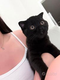Gattino scottish fold
