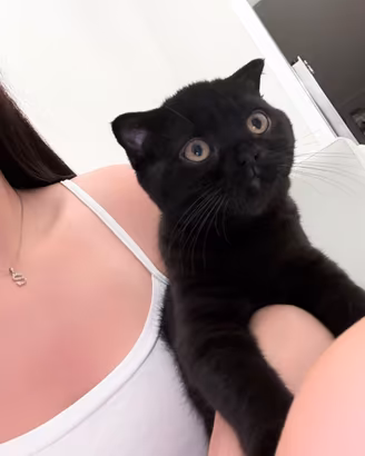 Gattino scottish fold