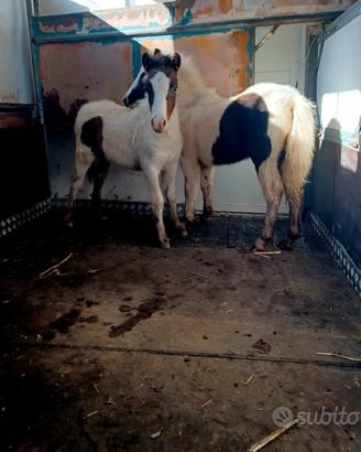 Pony