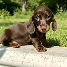 Bassotti cuccioli