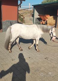 Pony femmina