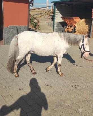 Pony femmina