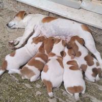 Cuccioli Jack Russell
