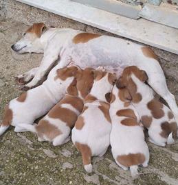 Cuccioli Jack Russell