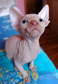 Cuccioli di Canadian sphynx