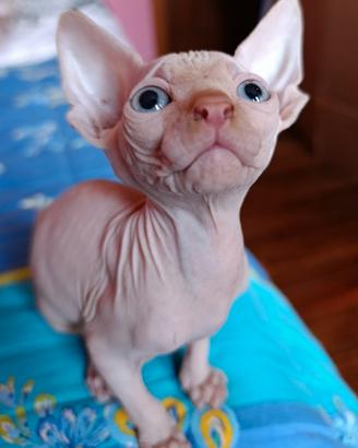 Cuccioli di Canadian sphynx