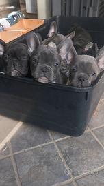Cuccioli di bulldog francese