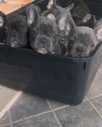 Cuccioli di bulldog francese