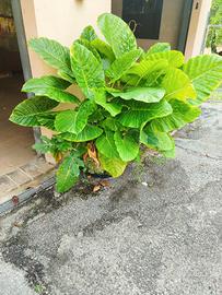 Orecchie di elefante (alocasia)