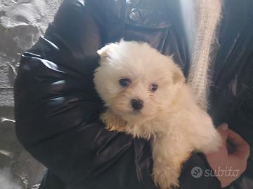 Toy maltesino