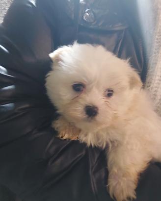 Toy maltesino