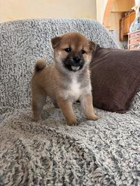 Cuccioli shiba inu con pedigree enci
