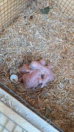 Pulli parrocchetto dal collare