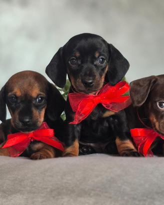 Cucciole bassotto nano/kaninchen pelo raso