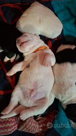 Cane incrocio