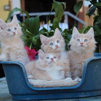 Cuccioli di gatto Norvegese delle Foreste