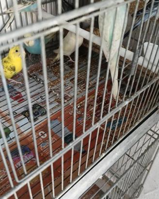 Coppia inseparabile vari colori