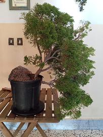 Bosai,PreBonsai, Ginepro Sabina Cascata