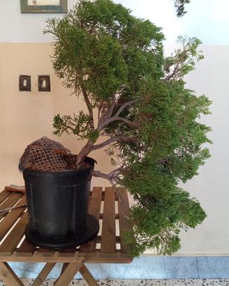 Bosai,PreBonsai, Ginepro Sabina Cascata