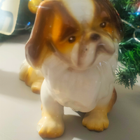 Shitzu