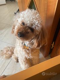 Barboncino per accoppiamento