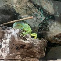 Iguana
