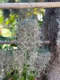 Tillandsia usneides
