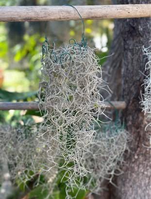 Tillandsia usneides