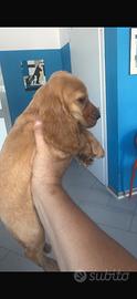 Cocker spaniel