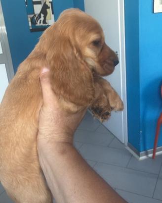 Cocker spaniel