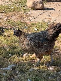 Galline