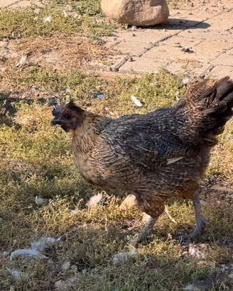 Galline