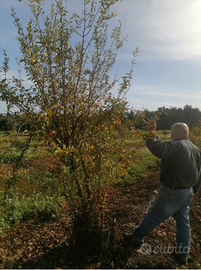 Piante di Melograno