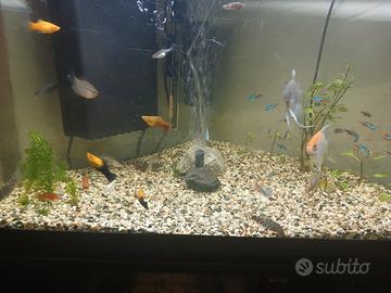 acquario 