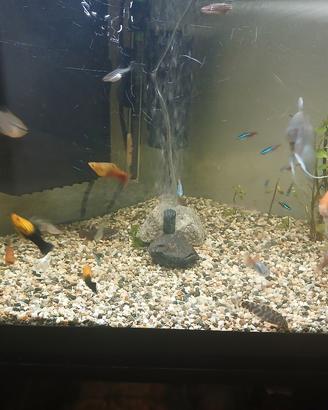 acquario 