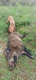Cucciola di segugio maremmano