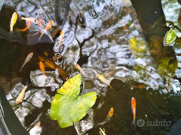 Carpe Koi laghetto pond