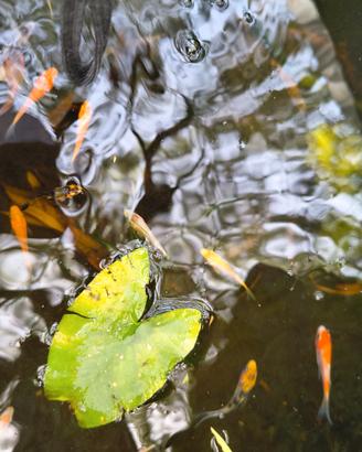 Carpe Koi laghetto pond