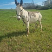 Asino Piccola Taglia