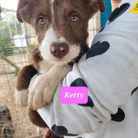 Speciali cuccioli taglia media