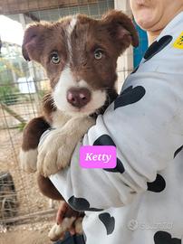 Speciali cuccioli taglia media