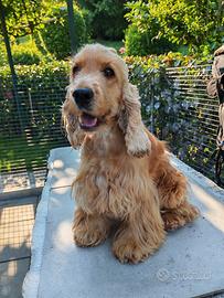 Cuccioli di cocker spaniel inglese