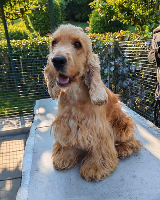 Cuccioli di cocker spaniel inglese