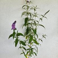 Buddleja